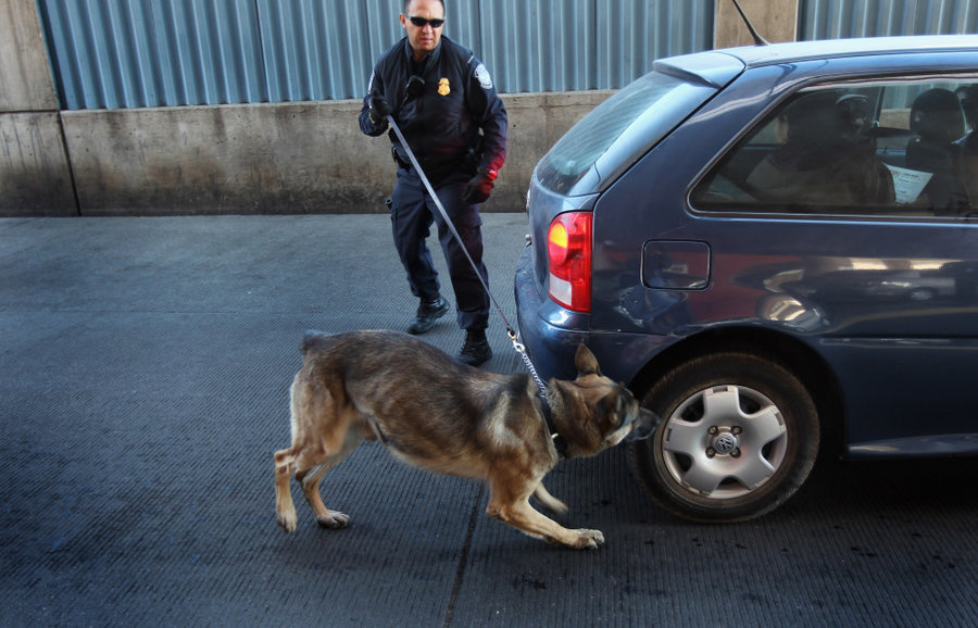 why-dogs-like-to-sniff